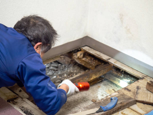 Trusted Rossville, GA Mold Removal Experts