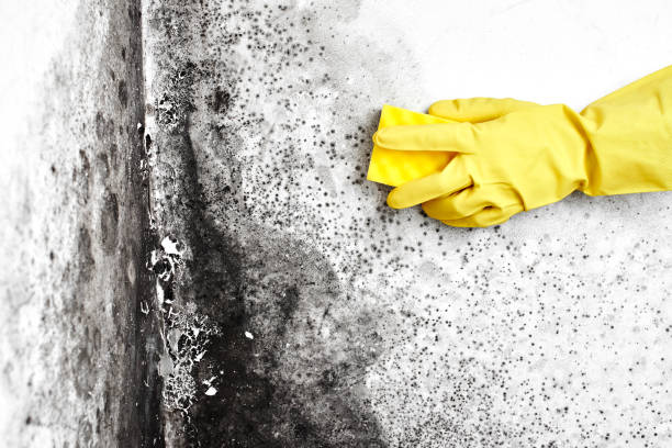 Best Same-Day Mold Removal  in Rossville, GA