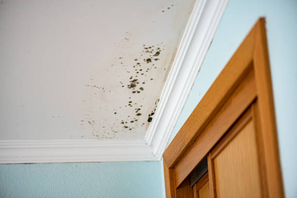 Best Mold Removal Company Near Me  in Rossville, GA