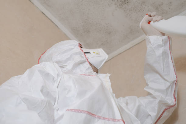  Rossville, GA Mold Removal Pros