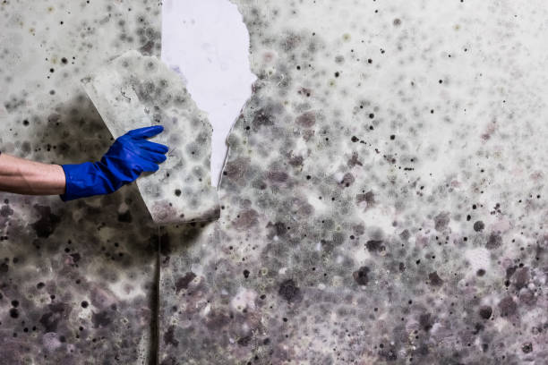 Best Office Mold Removal Services  in Rossville, GA