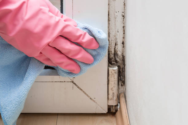 Best Mold Testing  in Rossville, GA